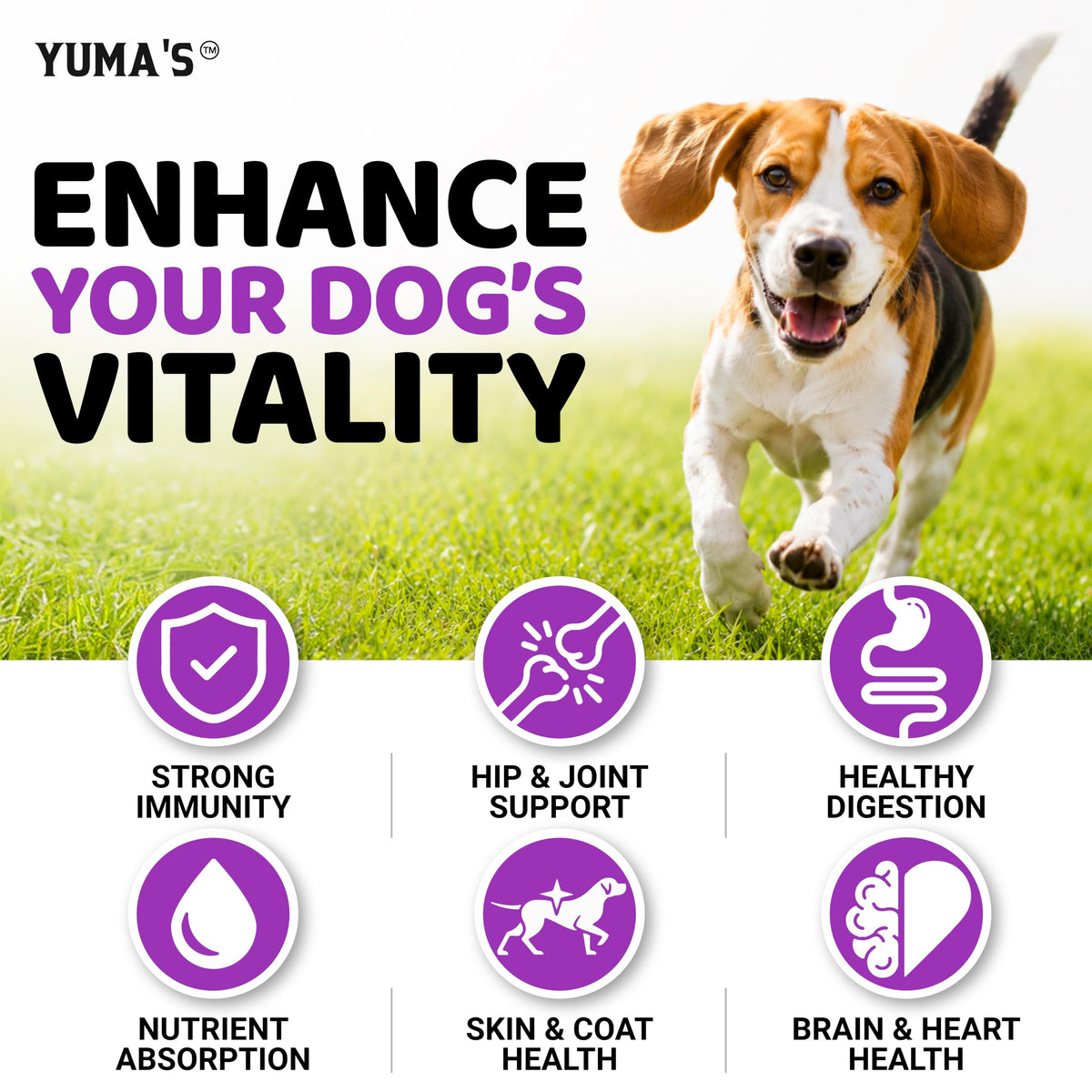Dog Multivitamin with Glucosamine, 240 Treats D236